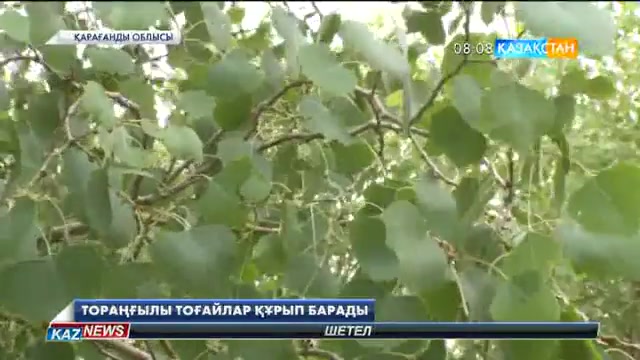 08:00 жаңалықтары 29.06.2016