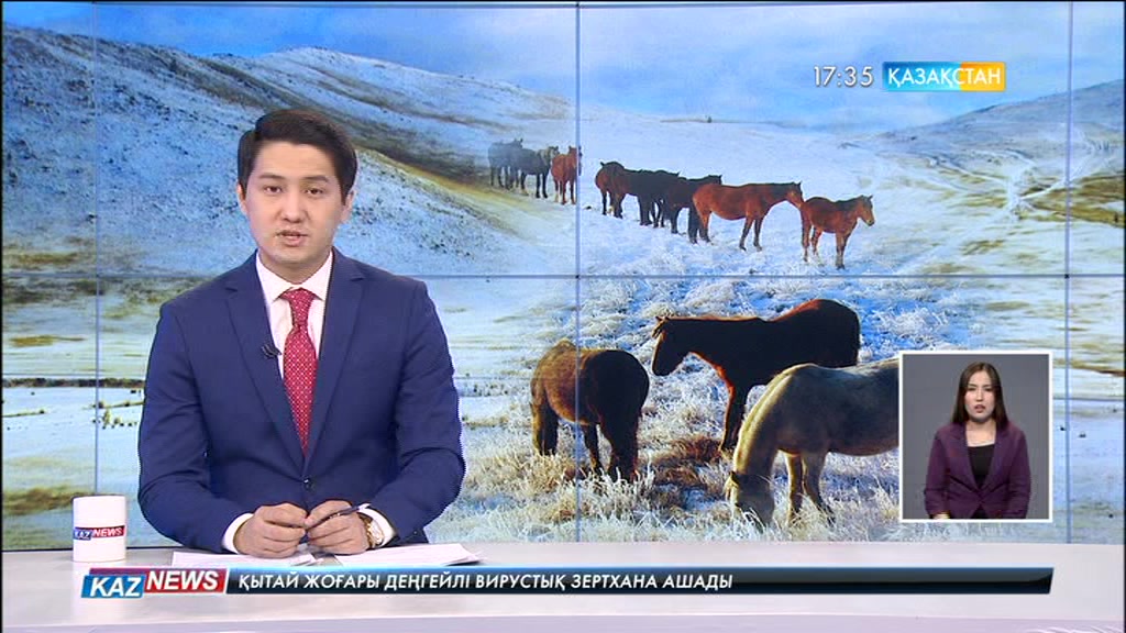 Қостанайда құлындар жаппай қырылып жатыр
