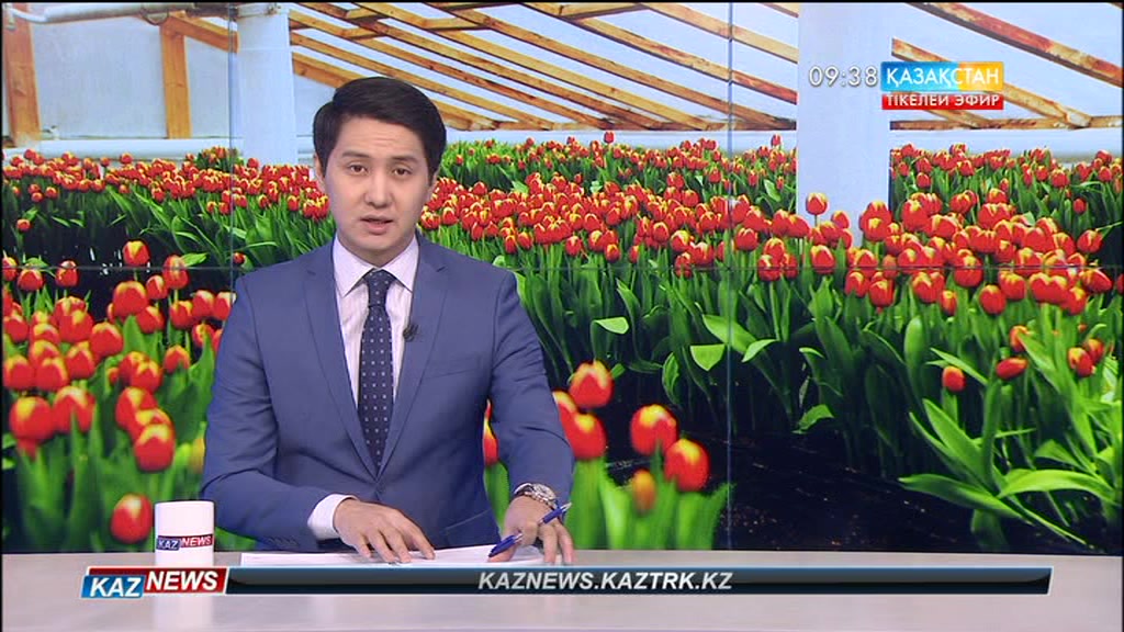 Қазығұрт ауданының Тұрбат ауылында жылыжайға егілген раушан гүлдер бүршік ата бастады