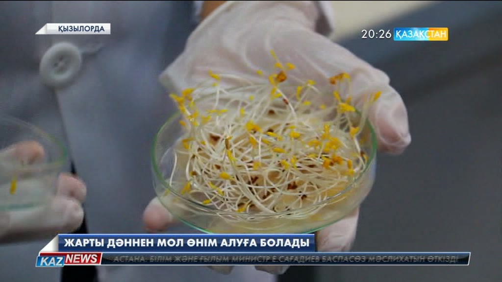 Жарты дәннен мол өнім алуға болады