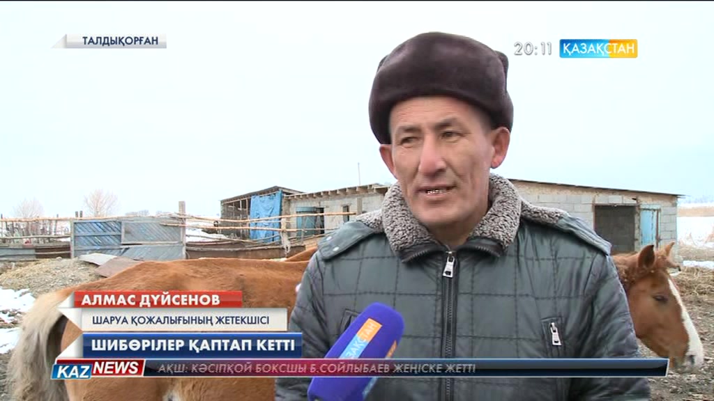 Талдықорған айналасында шибөрілер қаптап кетті