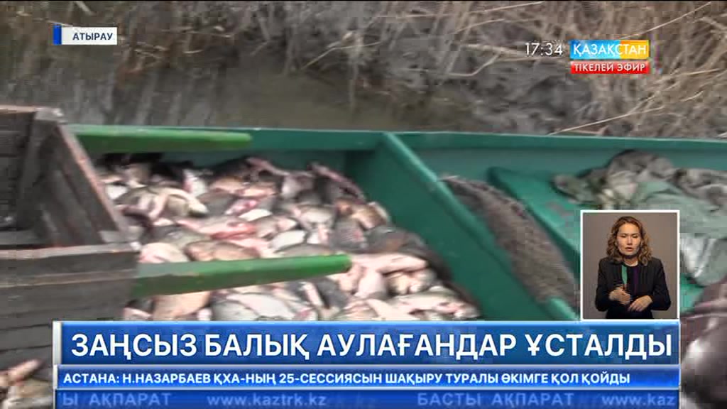 Атырауда 2 тоннадан артық қара балықты заңсыз аулаған ресейлік ұсталды