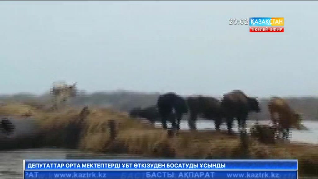 Сырдария өзенінің арнасынан шығуы Қазалы ауданының бірқатар шаруашылығын шығынға ұшыратты