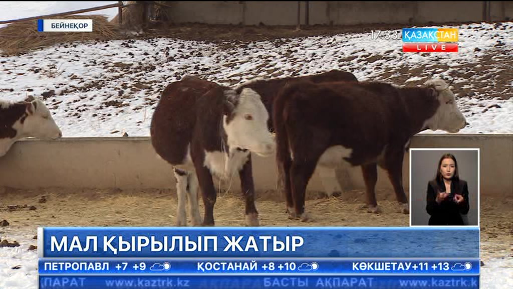 Батыс Қазақстан облысының Қоскөл ауылында белгісіз аурудан мал қырылып жатыр