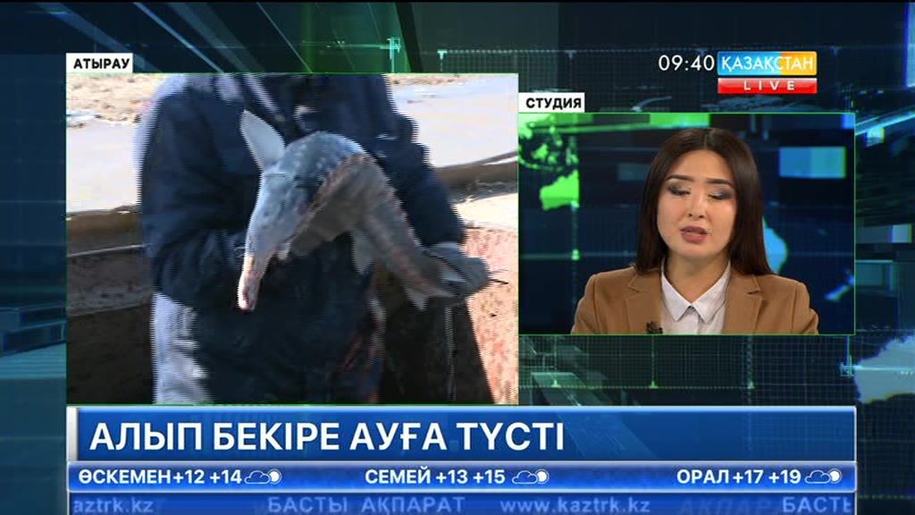 Атырауда салмағы 200 келі тартатын алып бекіре ауға түсті