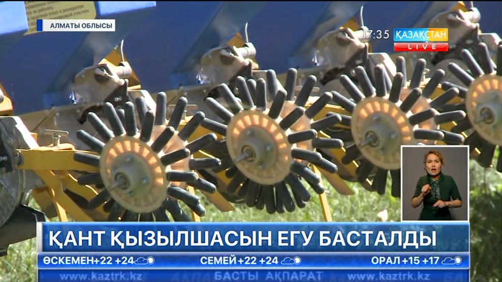 Алматы облысында қант қызылшасын егу басталды