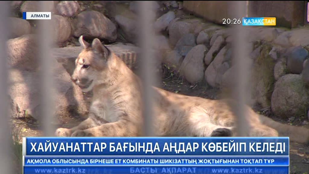 Алматыдағы хайуанаттар бағында аңдар көбейіп келеді