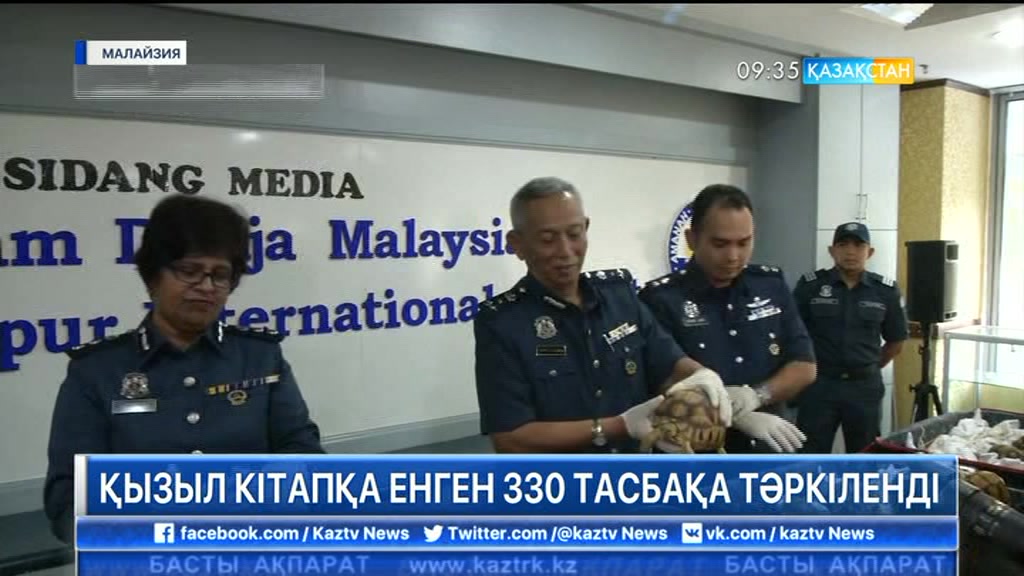 Малайзия астанасында табиғатта өте сирек кездесетін 330 тасбақа тәркіленді