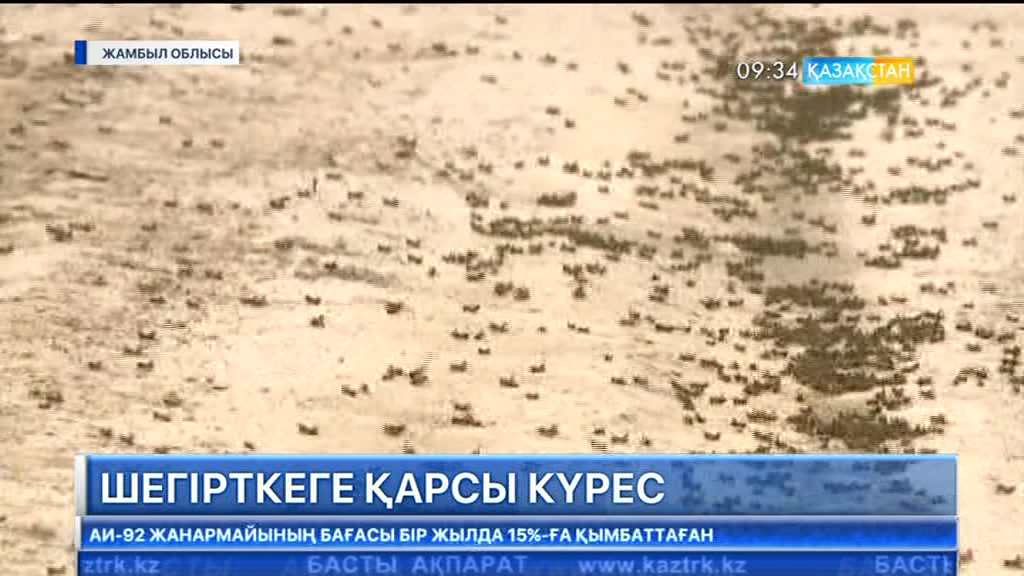Жамбыл облысында марокко шегірткесіне қарсы күрес жұмыстары жалғасып жатыр