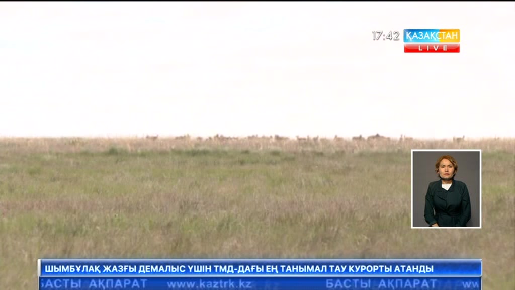 Батыс Қазақстанда киіктердің төлдеу науқаны аяқталып келеді