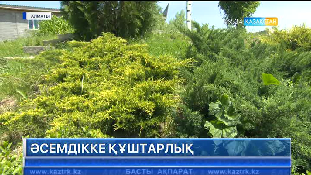 Бірлік ауылының оқушылары мектеп ауласына өсімдіктермен Туды бедерледі