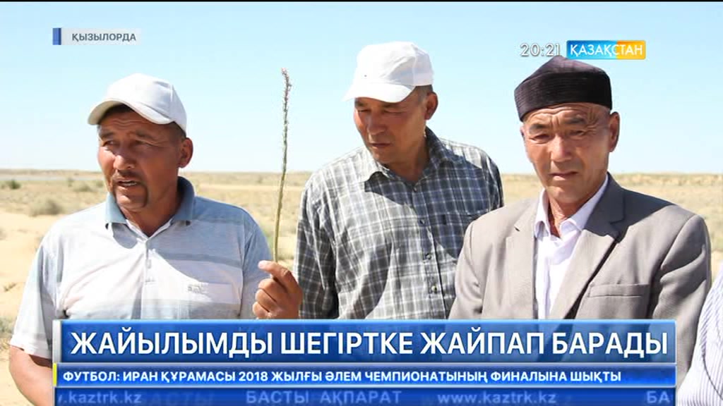 Қызылорда облысында төрт ауылды шегіртке басты