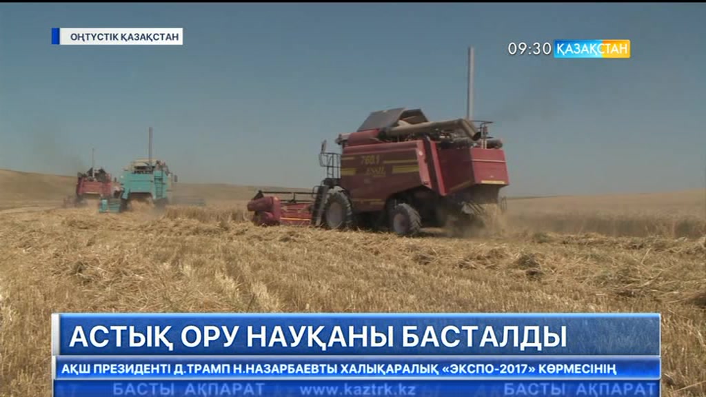 ОҚО-да астық ору науқаны басталды
