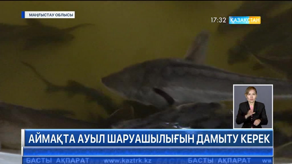 Маңғыстау өңірінде хауыздарда өсіріліп жатқан бекіре балығы биыл экспортқа шықты