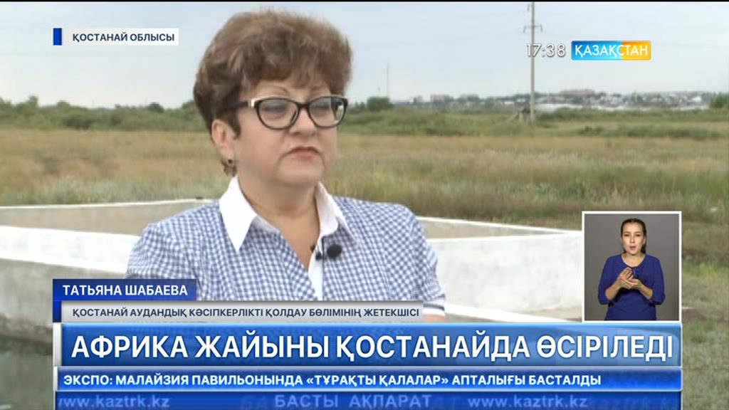Африка жайыны Қостанайда өсіріледі