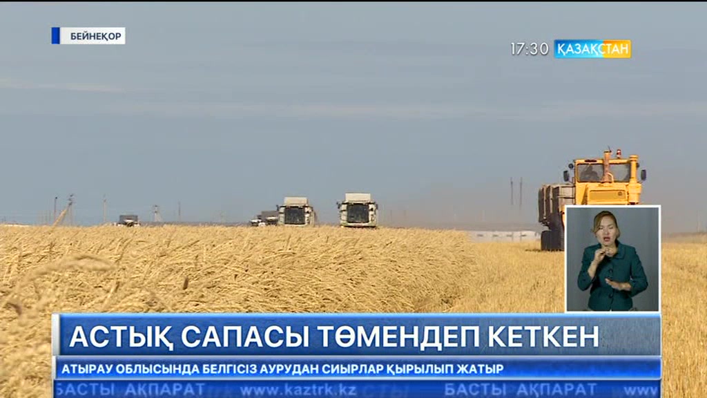 Елімізде астық сапасы төмендеген