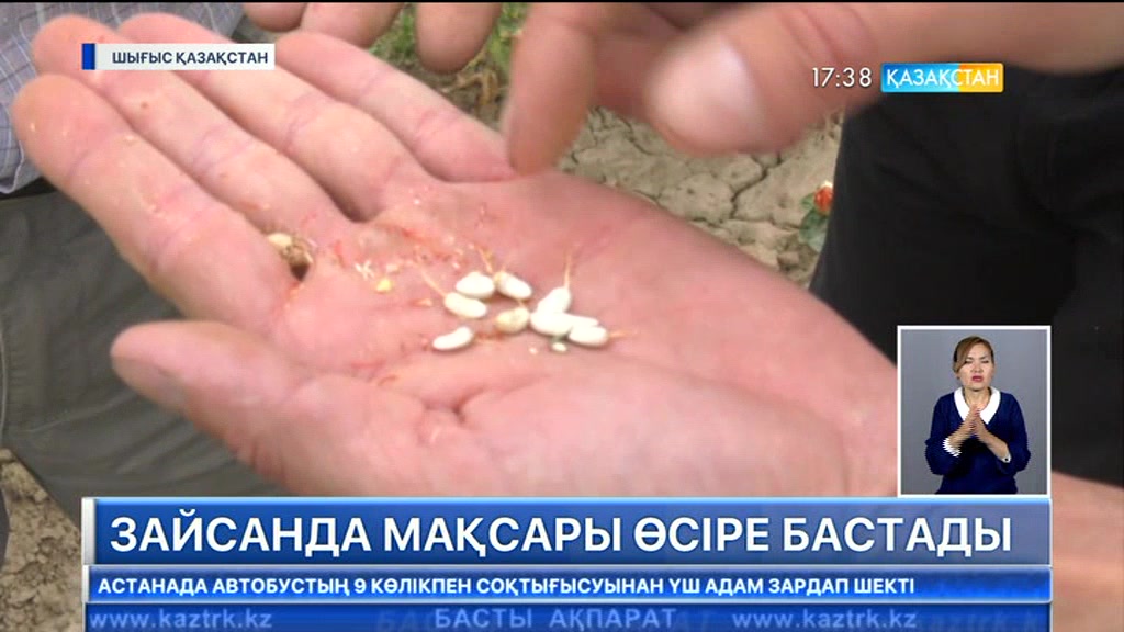 Шығыс Қазақстан облысындағы шаруалар мақсары өсірудің қыр-сырын меңгере бастады