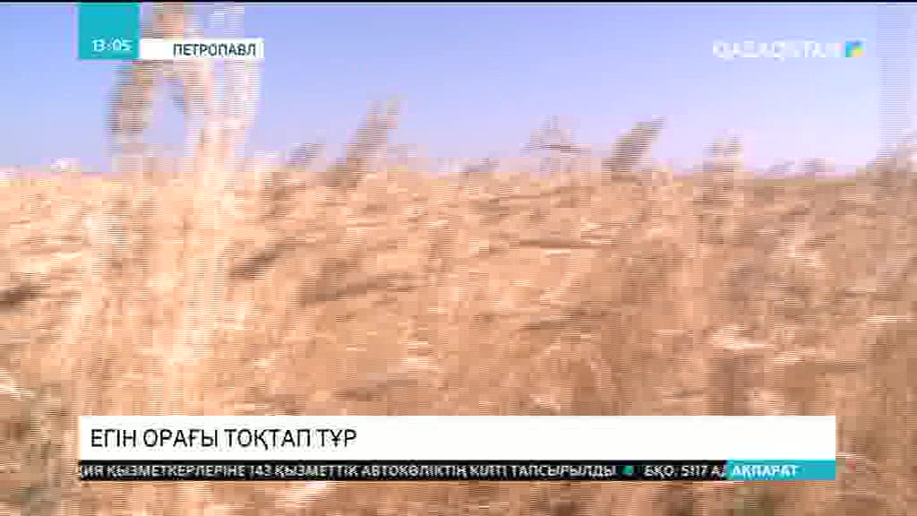 Солтүстік Қазақстан облысында ауа райының қолайсыздығынан егін орағы тоқтап тұр