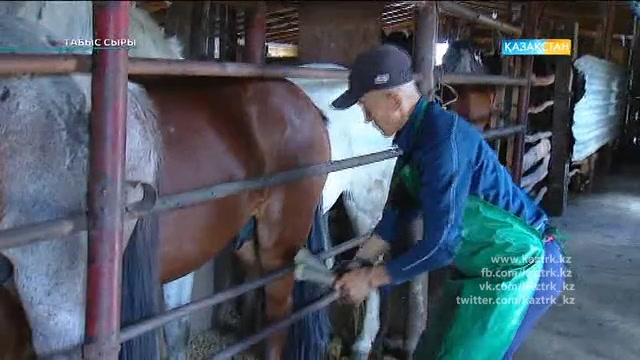 "Сағып" ЖШС басшысы Төлеу Көкешқызы. Қымыз өндірісі
