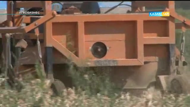 Cәбіз, картоп жинау науқаны, картоп нарығы