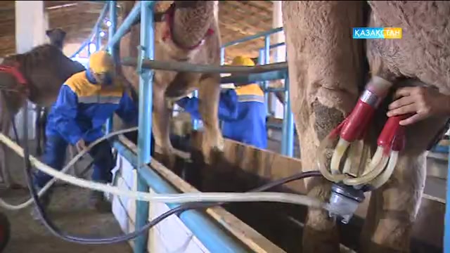 «Сұхбат» бағдарламасында ҚР Ауыл шаруашылығы министрінің бірінші орынбасары Қайрат Айтуғанов қонақта