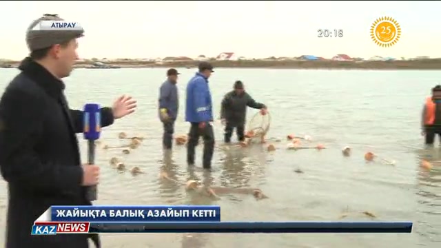 Жайықтағы балық қоры азаюда