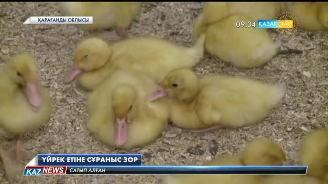 Жуырда отандық сауда орындарына қарағандылық үйрек еті шығарылмақ