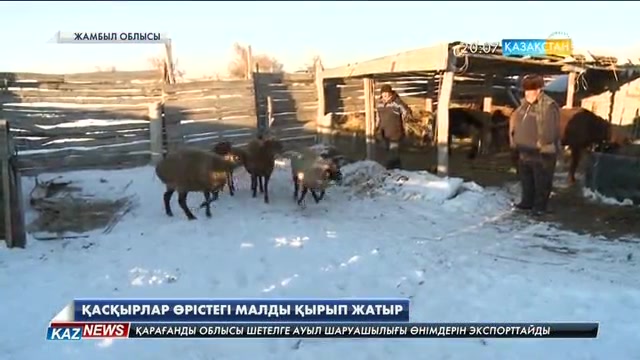 Жамбыл облысында бір күннің ішінде қасқырлар жүз шақты қойды қырып кеткен