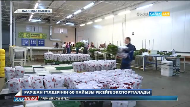 Екібастұздағы голланд раушан гүлдері шетелге экспортталуда