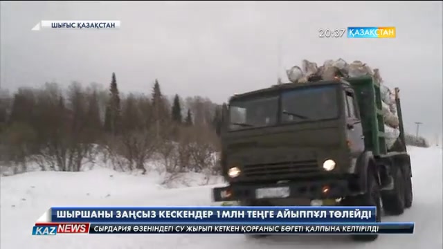 ШҚО-да шыршаны кескендер 1 млн теңге айыппұл төлейді