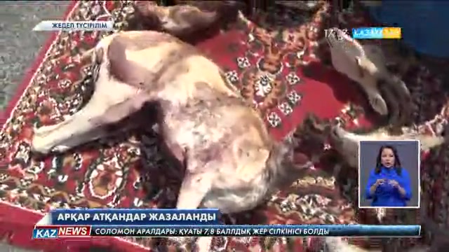 Маңғыстауда арқар атқандар жазаланды
