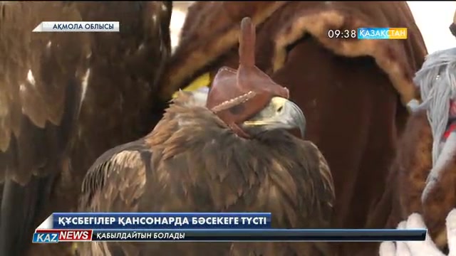 Көкшетауда республикалық құсбегілер сайысы өтті