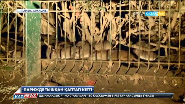 Парижде тышқан көбейді