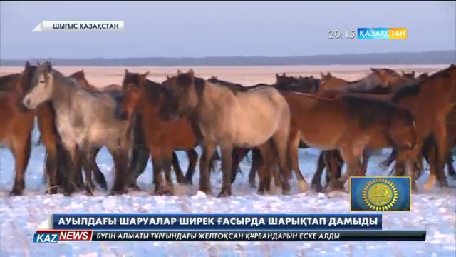 Шығыс Қазақстан облысының Қарағайлы ауылында тағы бір сүт қабылдау пункті ашылды