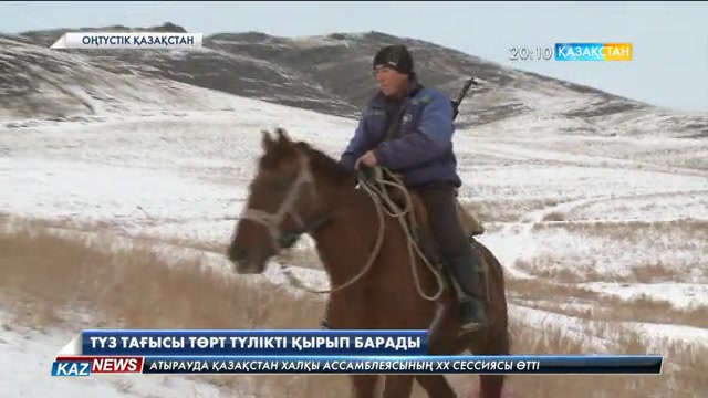 Түз тағысы төрт түлікті қырып барады