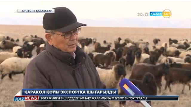 ОҚО шаруалары 2,5 мыңнан астам қаракөл қойын экспорттады