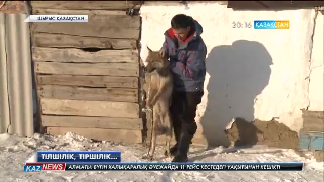 Ұлттық арнаның ШҚО-дағы меншікті тілшісі Берік Көшербайдың 2016 жылы жасаған материалдарына шолу