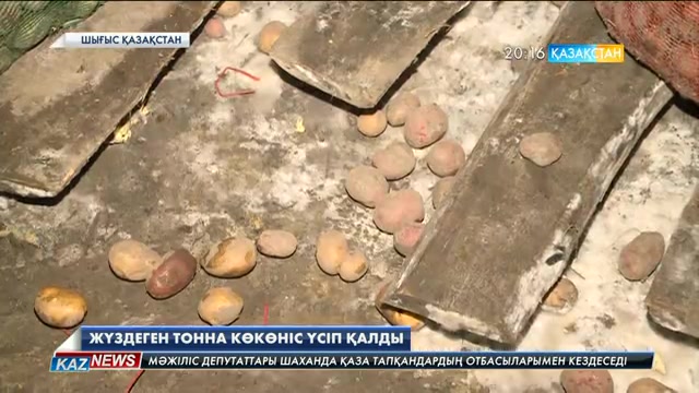 Шығысқазақстандық шаруалардың өнімі қар астында қалды