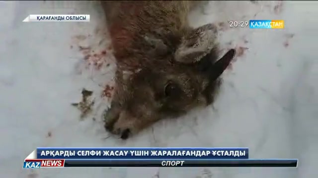 Қарағанды облысында екі азамат селфи үшін арқарды жаралаған