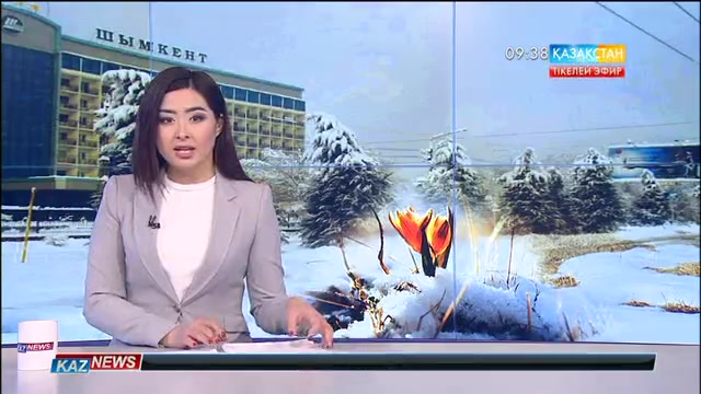 Қаңтарда Шымкент қаласының көшелеріне қызғалдақ егілді