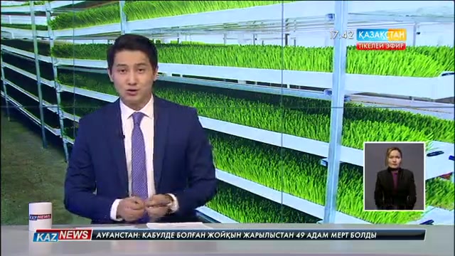 Жаңаөзендік тұрғын топырақсыз арпа өсіріп, малдарын жемдеп отыр