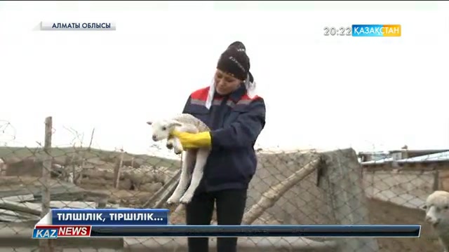 «Тілшілік, тіршілік...» айдарында – тілші Қуаныш Қанатұлы