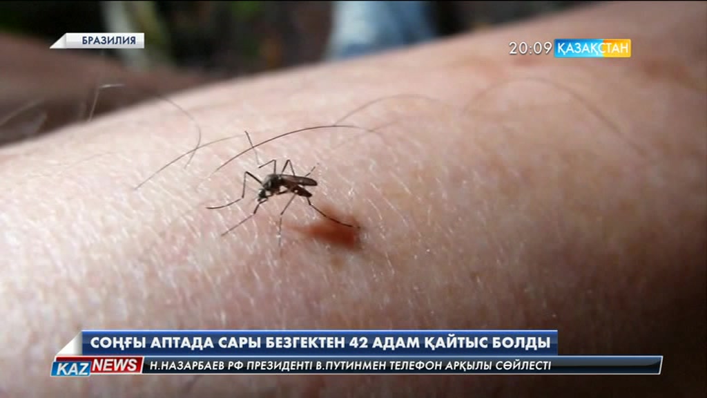 Бразилияда соңғы аптада сары безгек ауруынан 42 адам қайтыс болған