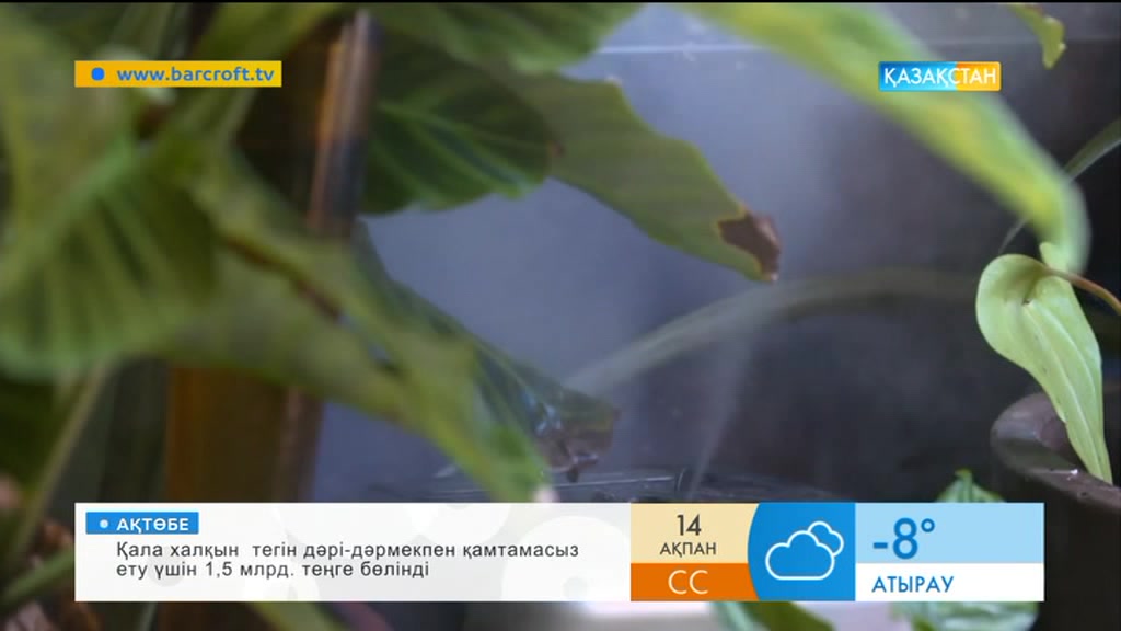 Пәтер ішіндегі орманды көргеніңіз бар ма?