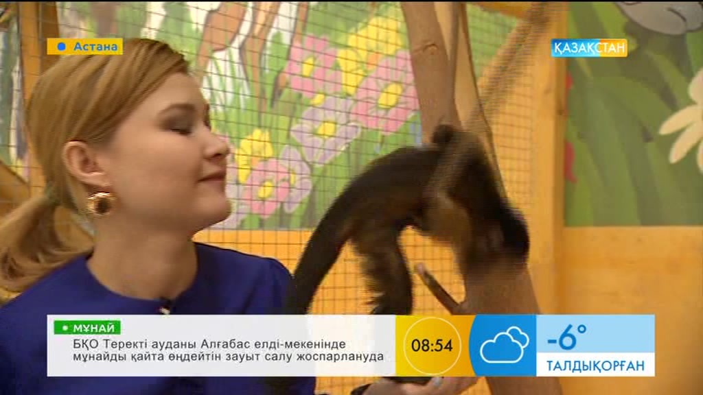 Анималотерапияның қандай пайдасы бар?