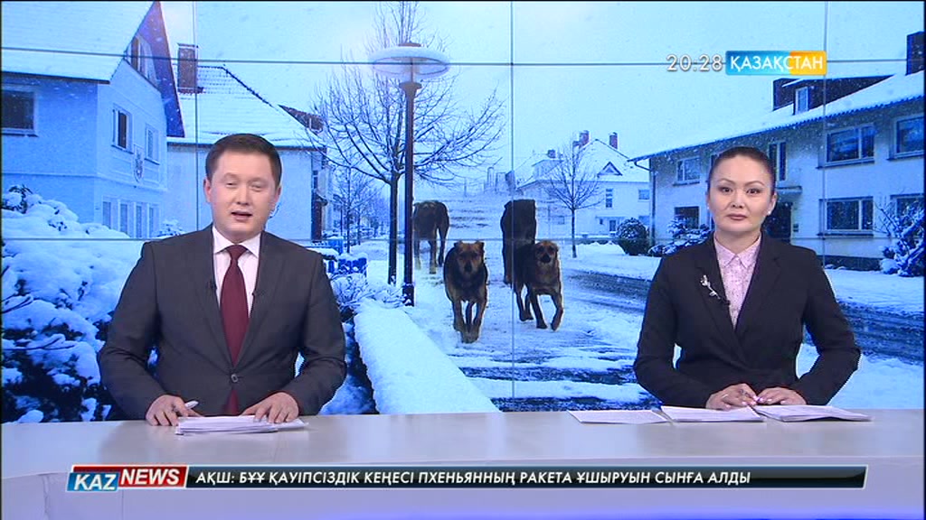 Астанада бұралқы иттер көбейіп барады