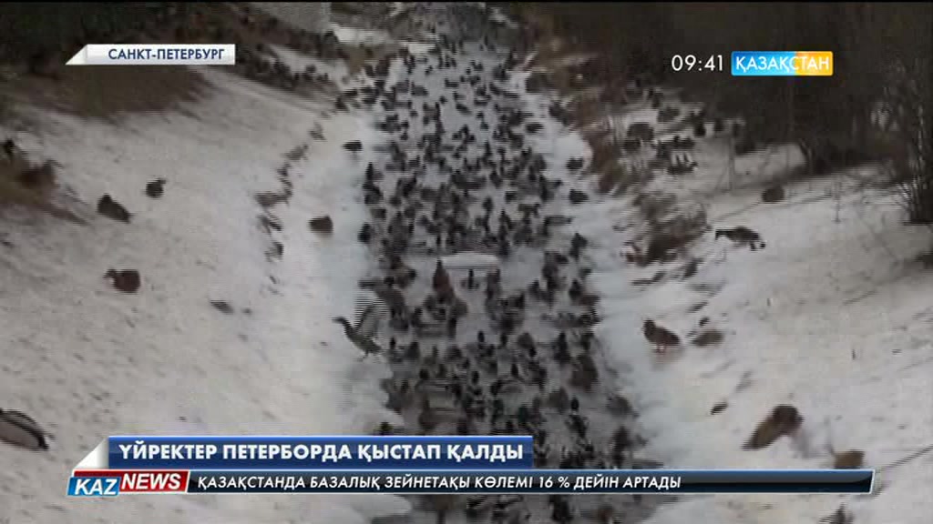 Үйректер Петерборда қыстап қалды
